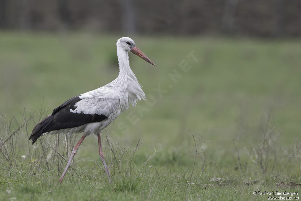 Cigogne blancheadulte