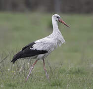 Cigogne blanche