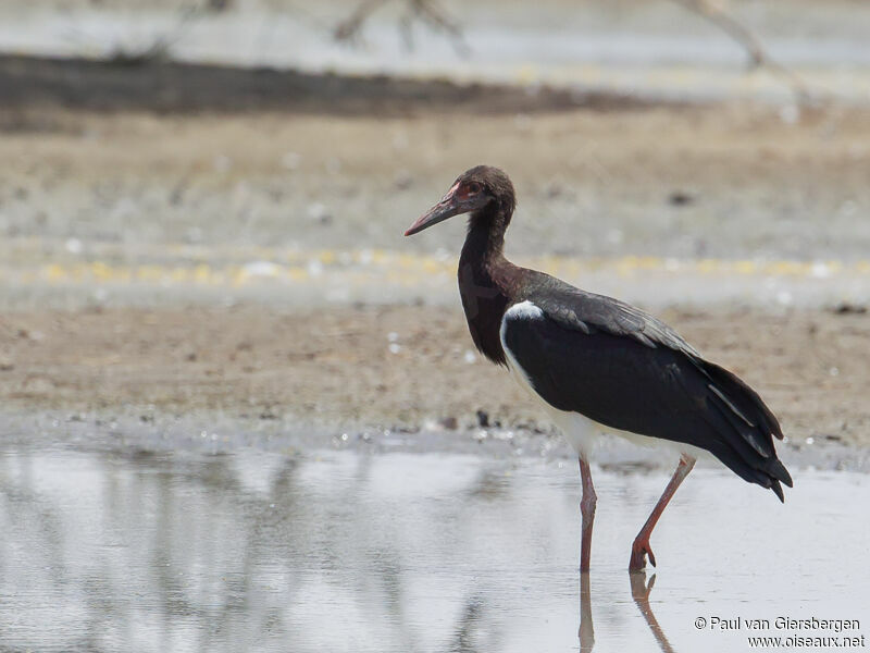 Abdim's Stork