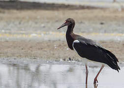 Abdim's Stork