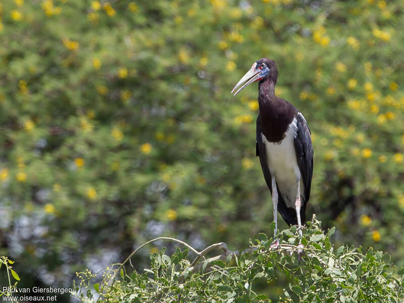 Abdim's Storkadult breeding, pigmentation, Behaviour