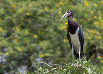 Cigogne d'Abdim