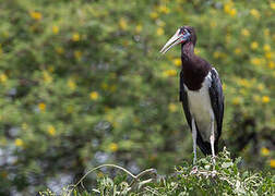 Abdim's Stork