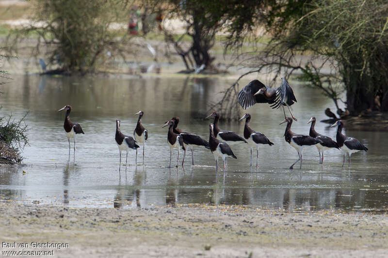 Cigogne d'Abdim, habitat, Comportement