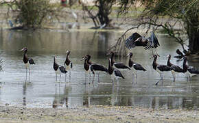 Cigogne d'Abdim