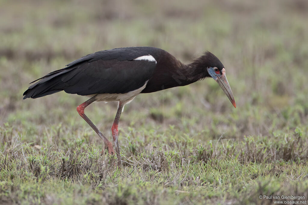 Cigogne d'Abdimadulte