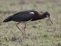 Cigogne d'Abdim