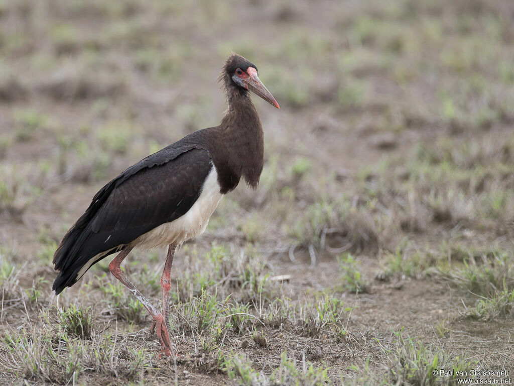 Cigogne d'Abdimimmature