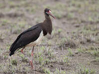 Cigogne d'Abdim