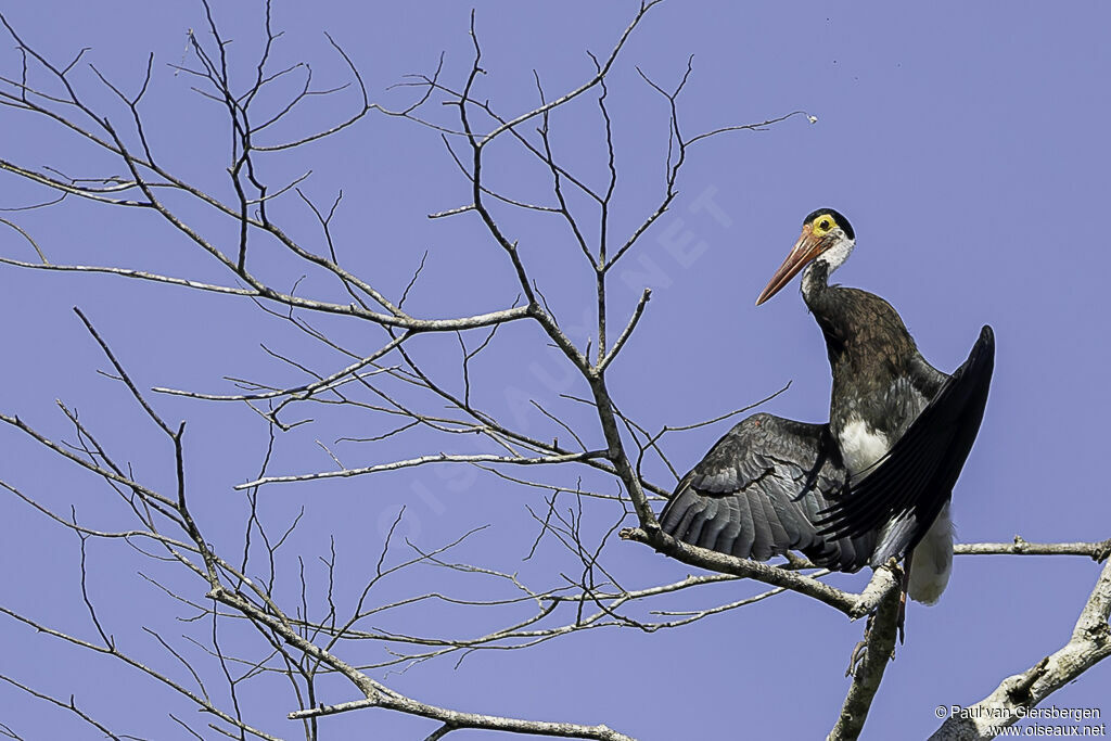 Cigogne de Stormadulte