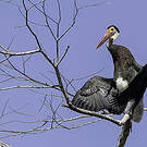 Cigogne de Storm