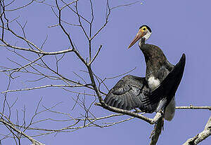 Cigogne de Storm