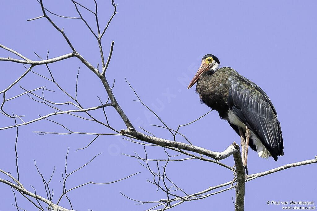 Cigogne de Stormadulte