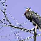 Cigogne de Storm