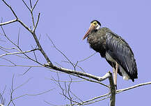 Cigogne de Storm