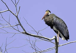 Cigogne de Storm