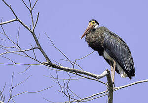 Cigogne de Storm
