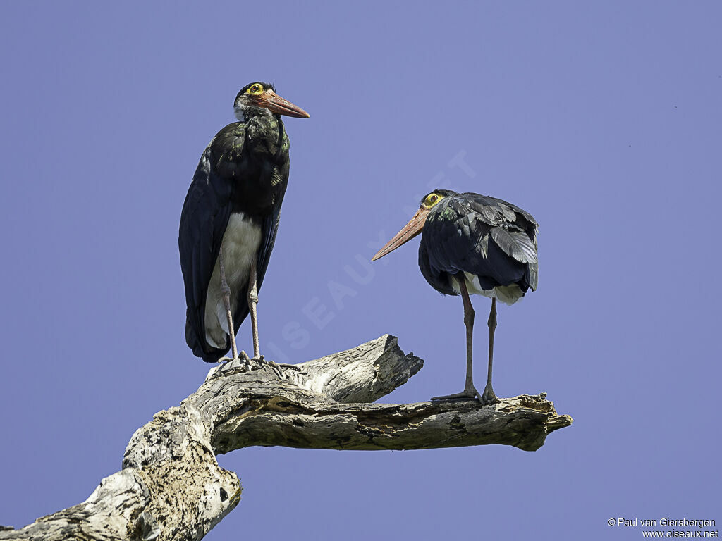 Cigogne de Stormadulte