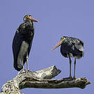 Cigogne de Storm