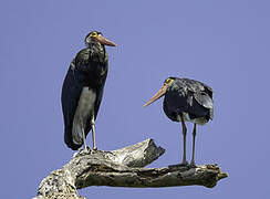 Cigogne de Storm