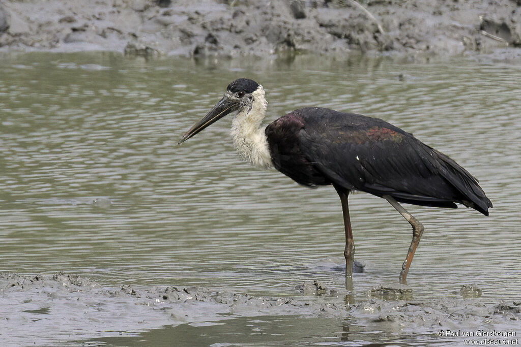 Cigogne épiscopaleadulte