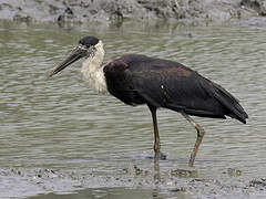 Asian Woolly-necked Stork