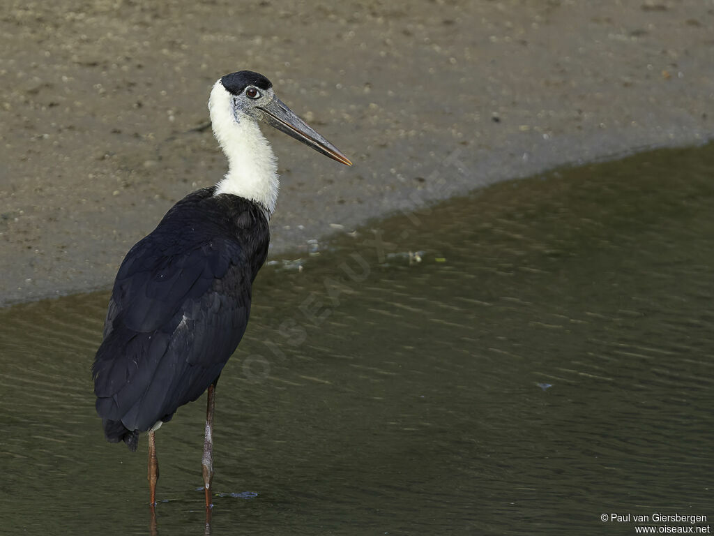 Cigogne épiscopaleadulte