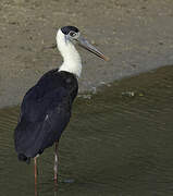 Asian Woolly-necked Stork