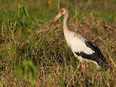 Maguari Stork