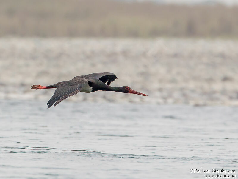 Cigogne noire