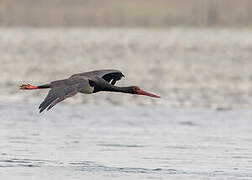 Black Stork