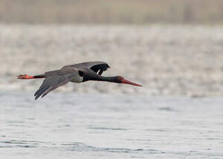 Cigogne noire