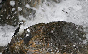 White-capped Dipper