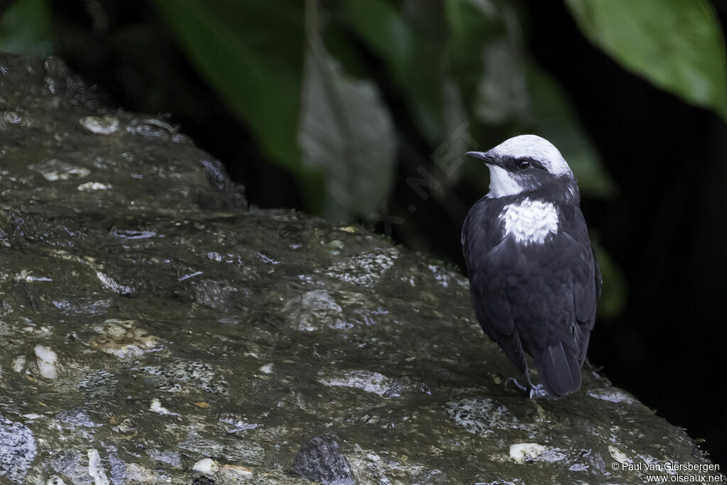 White-capped Dipperadult