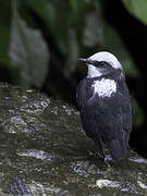 White-capped Dipper