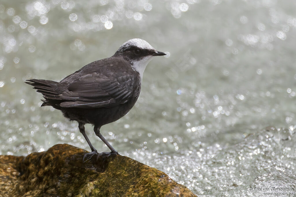 White-capped Dipperadult