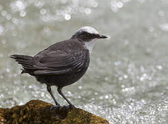 White-capped Dipper