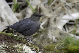 American Dipper