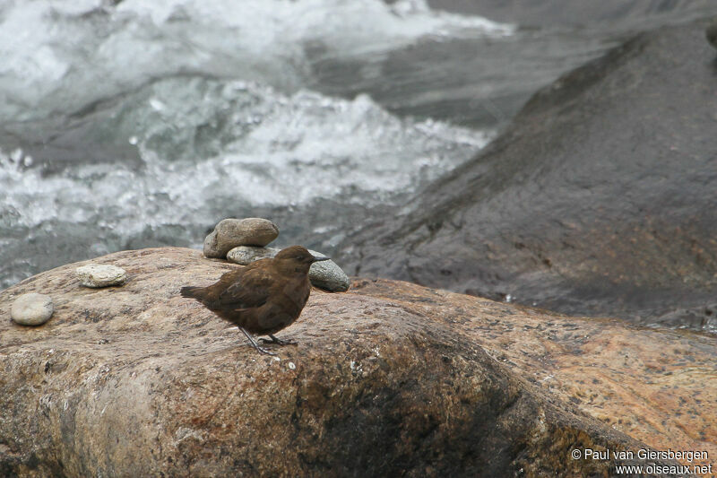 Brown Dipper