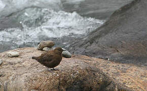 Brown Dipper