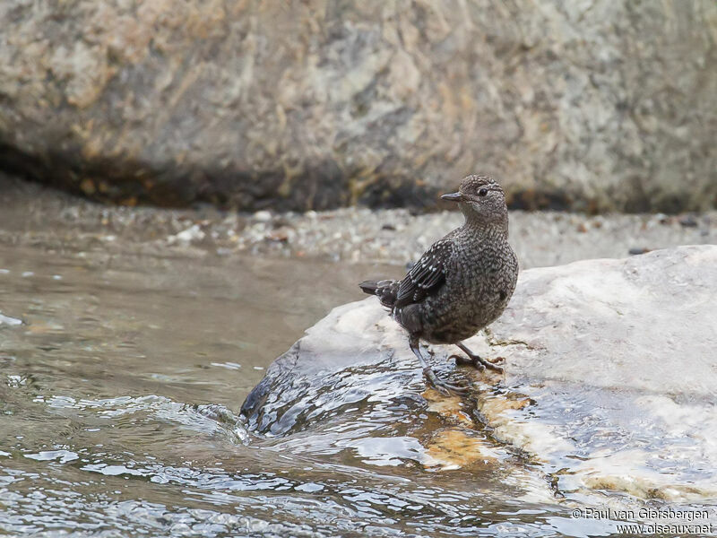 Brown Dipper