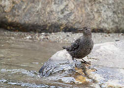 Brown Dipper