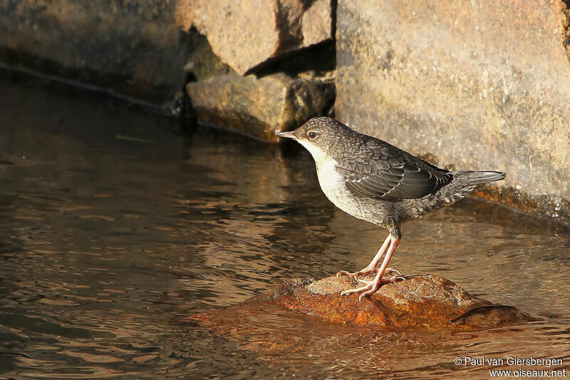 White-throated Dipper