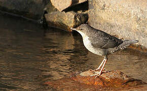 White-throated Dipper