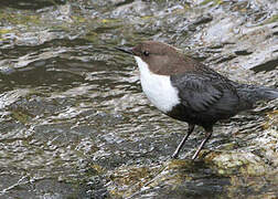 White-throated Dipper