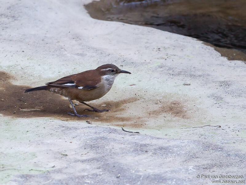 White-winged Cinclodes