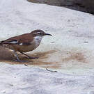 Cinclode à ailes blanches