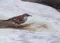 Cinclode à ailes blanches