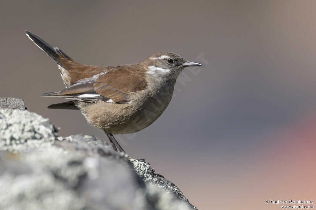 White-winged Cinclodesadult