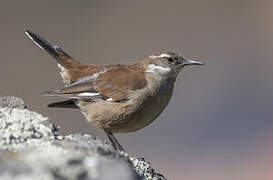 White-winged Cinclodes